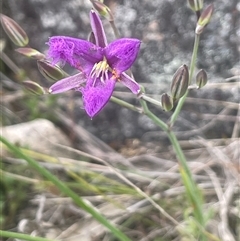 Thysanotus tuberosus (Common Fringe-lily) at Gunning, NSW - 23 Oct 2024 by JaneR