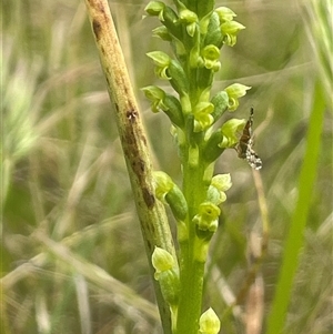 Microtis parviflora at Gunning, NSW - 23 Oct 2024