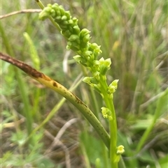 Microtis parviflora at Gunning, NSW - suppressed