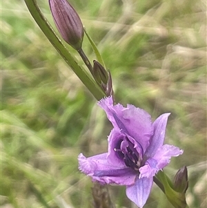 Arthropodium strictum at Gunning, NSW - 23 Oct 2024