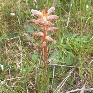 Orobanche minor at Gunning, NSW - 23 Oct 2024