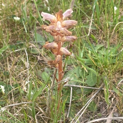 Orobanche minor (Broomrape) at Gunning, NSW - 23 Oct 2024 by JaneR