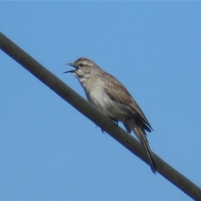 Cincloramphus mathewsi (Rufous Songlark) at Macnamara, ACT - 21 Oct 2024 by Christine