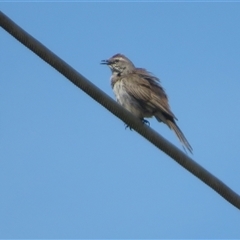 Cincloramphus mathewsi at Macnamara, ACT - 22 Oct 2024 10:40 AM