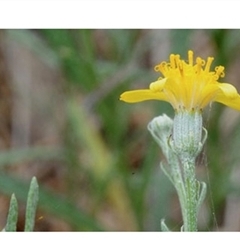 Senecio behrianus at suppressed - suppressed