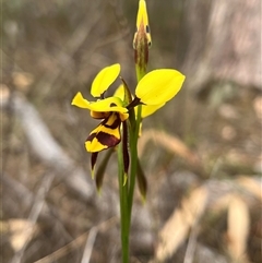 Diuris sulphurea (Tiger Orchid) at O'Connor, ACT - 23 Oct 2024 by RWPurdie