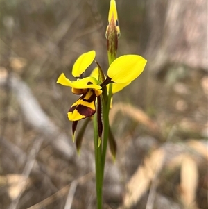 Diuris sulphurea at O'Connor, ACT - suppressed