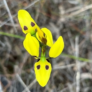 Diuris sulphurea at O'Connor, ACT - suppressed