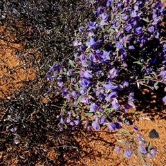 Unidentified Other Shrub at Sandstone, WA - 14 Sep 2024 by Paul4K