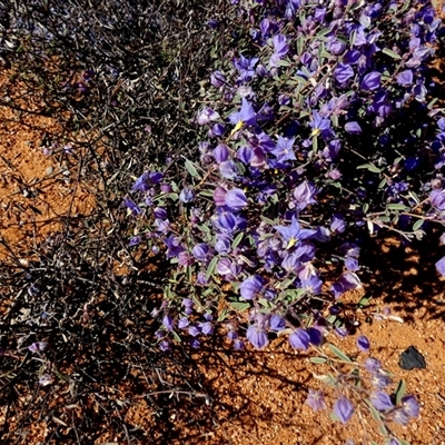 Unidentified Other Shrub at Sandstone, WA - 14 Sep 2024 by Paul4K