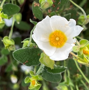 Cistus salviifolius at O'Connor, ACT - 23 Oct 2024