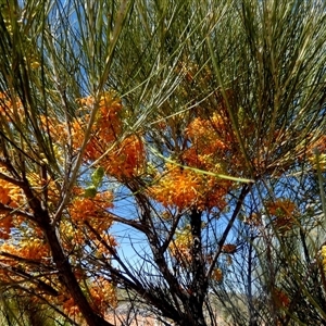 Unidentified Other Shrub at Sandstone, WA by Paul4K