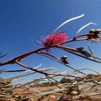 Unidentified Other Shrub at Sandstone, WA - 14 Sep 2024 by Paul4K