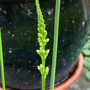 Microtis parviflora at Campbell, ACT - 23 Oct 2024