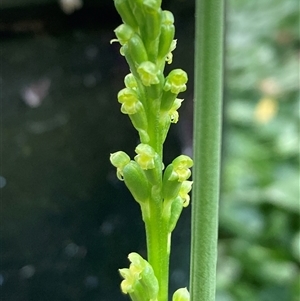 Microtis parviflora at Campbell, ACT - 23 Oct 2024