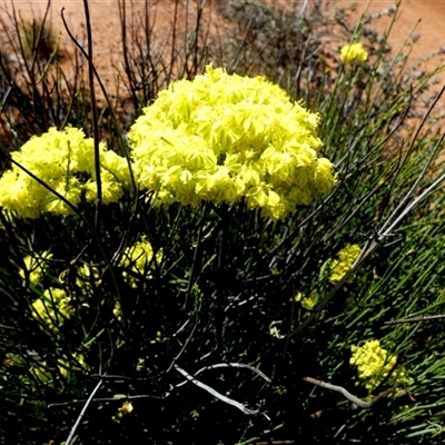 Unverified Other Wildflower or Herb at Sandstone, WA - 14 Sep 2024 by Paul4K