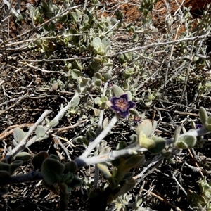 Unidentified Other Shrub at Leinster, WA by Paul4K