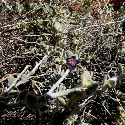 Unverified Other Shrub at Leinster, WA - 14 Sep 2024 by Paul4K