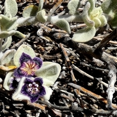 Anthotroche pannosa at Leinster, WA - 14 Sep 2024 12:31 PM
