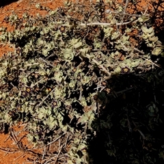 Anthotroche pannosa at Leinster, WA - 14 Sep 2024 12:31 PM