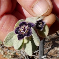 Anthotroche pannosa at Leinster, WA - 14 Sep 2024 12:31 PM