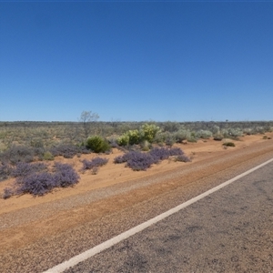 Unidentified Other Shrub at Leinster, WA by Paul4K