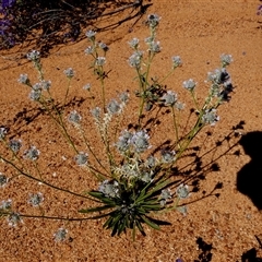 Unverified Other Wildflower or Herb at Leinster, WA - 14 Sep 2024 by Paul4K