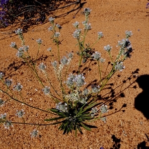 Unidentified Other Wildflower or Herb at Leinster, WA by Paul4K