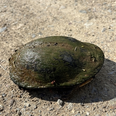 Chelodina longicollis (Eastern Long-necked Turtle) at Lorne, NSW - 24 Oct 2024 by Butlinz