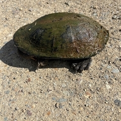 Chelodina longicollis at Lorne, NSW - 24 Oct 2024 09:01 AM