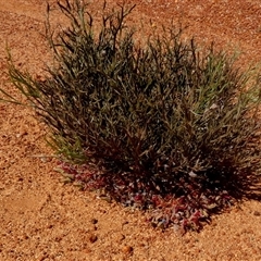 Leptosema chambersii at Leinster, WA - 14 Sep 2024 by Paul4K