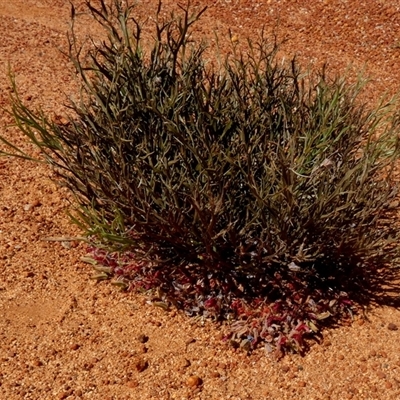 Leptosema chambersii at Leinster, WA - 14 Sep 2024 by Paul4K