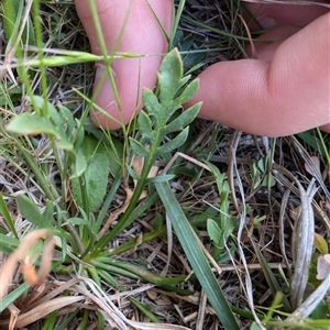 Goodenia pinnatifida at Lawson, ACT - 23 Oct 2024