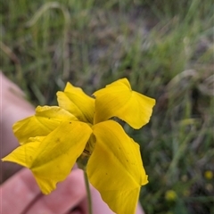 Goodenia pinnatifida at Lawson, ACT - 23 Oct 2024