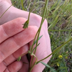 Goodenia pinnatifida at Lawson, ACT - 23 Oct 2024