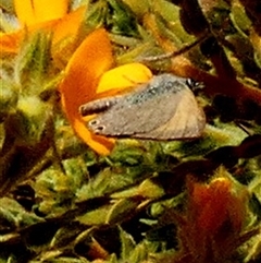 Unverified Butterfly (Lepidoptera, Rhopalocera) at Leinster, WA - 14 Sep 2024 by Paul4K