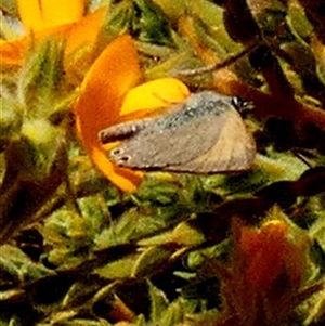 Unidentified Butterfly (Lepidoptera, Rhopalocera) at Leinster, WA by Paul4K