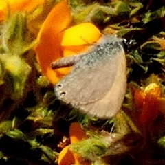 Nacaduba biocellata at Leinster, WA - 14 Sep 2024 12:38 PM