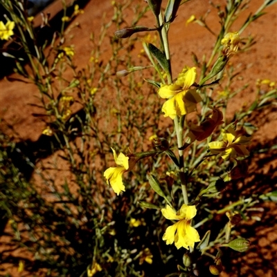 Unverified Other Wildflower or Herb at Leinster, WA - 14 Sep 2024 by Paul4K