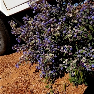 Unidentified Other Shrub at Leinster, WA by Paul4K