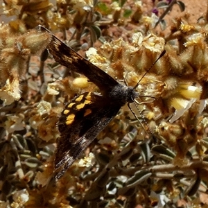 Unidentified Butterfly (Lepidoptera, Rhopalocera) at Leinster, WA by Paul4K