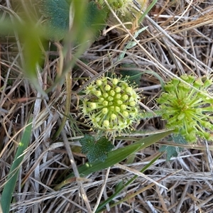 Hydrocotyle laxiflora at Lawson, ACT - 23 Oct 2024