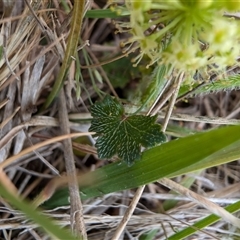 Hydrocotyle laxiflora at Lawson, ACT - 23 Oct 2024 06:28 PM