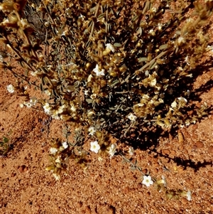 Unidentified Other Shrub at Leinster, WA by Paul4K