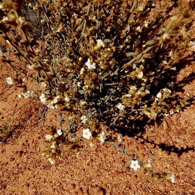 Unverified Other Shrub at Leinster, WA - 14 Sep 2024 by Paul4K