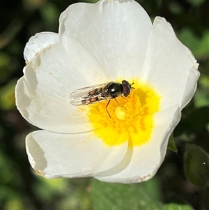 Syrphidae (family) at O'Connor, ACT - 24 Oct 2024 09:09 AM