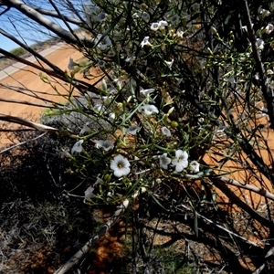 Unidentified Other Shrub at Leinster, WA by Paul4K