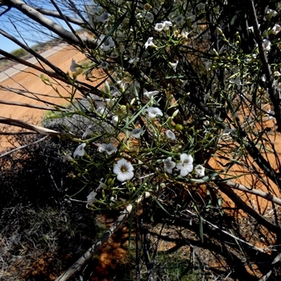 Unverified Other Shrub at Leinster, WA - 14 Sep 2024 by Paul4K