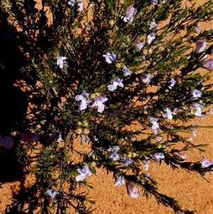 Eremophila gibsonii at Leinster, WA by Paul4K