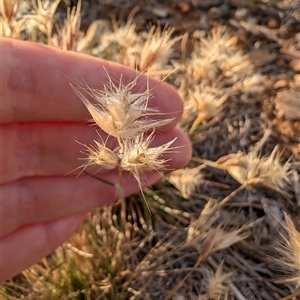 Rytidosperma sp. at Lawson, ACT - 23 Oct 2024